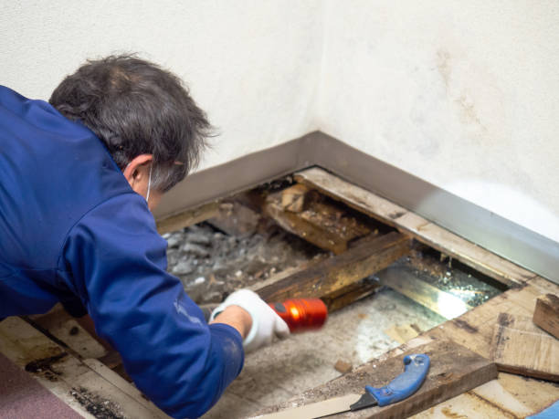 Best DIY Mold Remediation Support Services in Freeland, MI