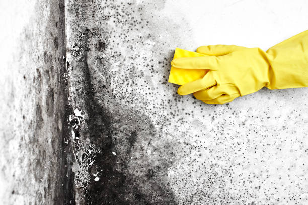 Best Attic Mold Remediation in Freeland, MI