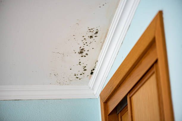 Best Emergency Mold Remediation in Freeland, MI