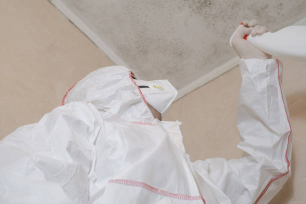Best Basement Mold Remediation in Freeland, MI