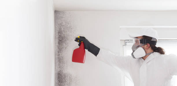 Best Mold Testing and Inspection Services in Freeland, MI