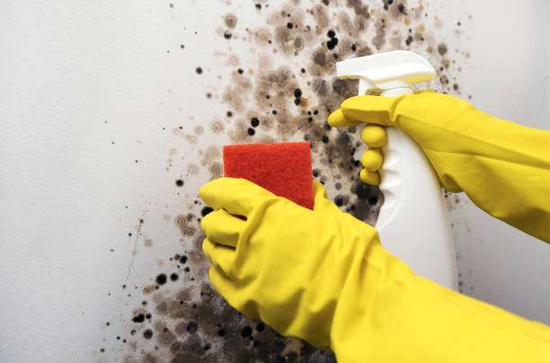 Best White Mold Remediation in Freeland, MI