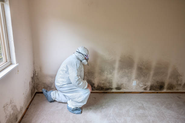 Best Residential Mold Remediation in Freeland, MI